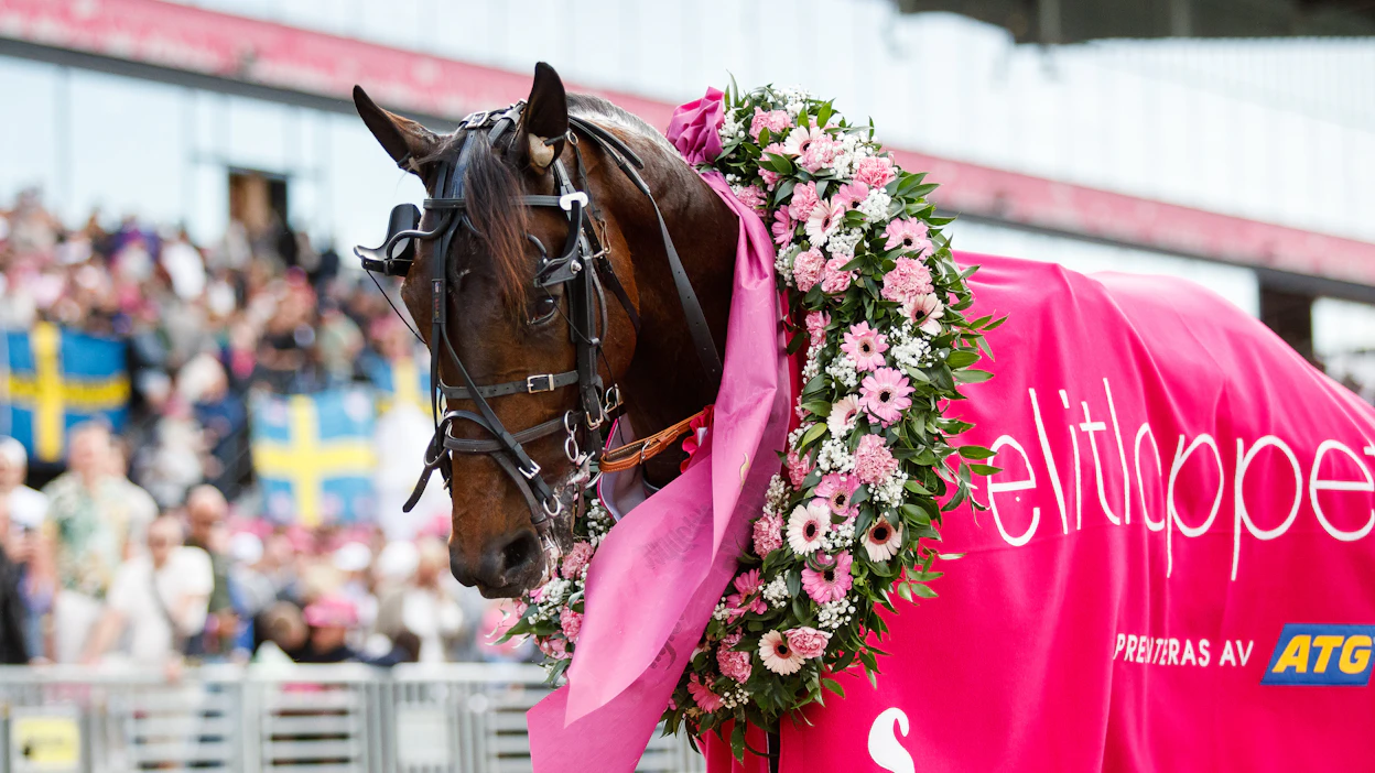 Elitloppet-voittaja Hohneck juoksee sunnuntaina Vincennesissä Prix René Ballieressa.