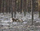 Rajajääkäreillä olisi poikkeustilanteissa mukanaan taistelumuonaa. Lisäksi heidät koulutetaan valmistamaan ruokaa esimerkiksi poroista. 