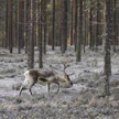 Rajajääkäreillä olisi poikkeustilanteissa mukanaan taistelumuonaa. Lisäksi heidät koulutetaan valmistamaan ruokaa esimerkiksi poroista.