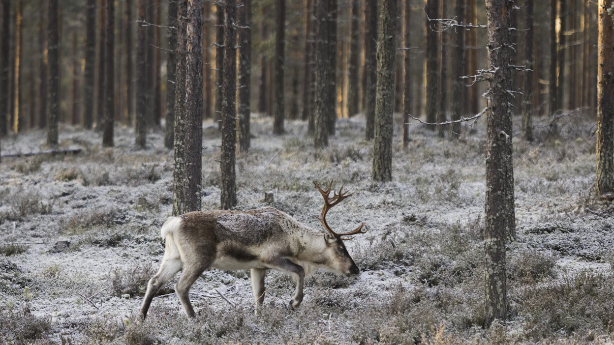Rajajääkäreillä olisi poikkeustilanteissa mukanaan taistelumuonaa. Lisäksi heidät koulutetaan valmistamaan ruokaa esimerkiksi poroista.