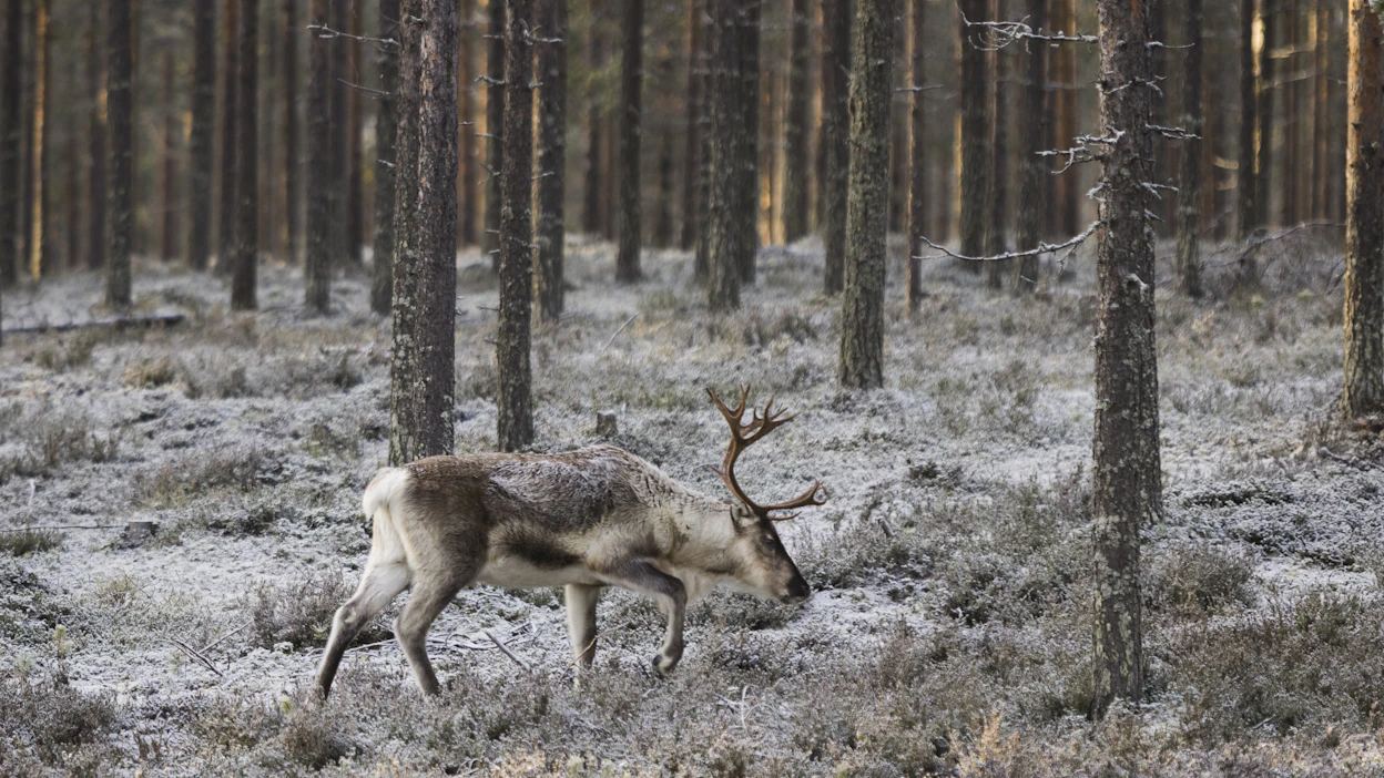 Oulun yliopiston tiedotteen mukaan porojen poisto tutkimusalueelta lisäsi aluksi alueen hiilidioksidipäästöjä.