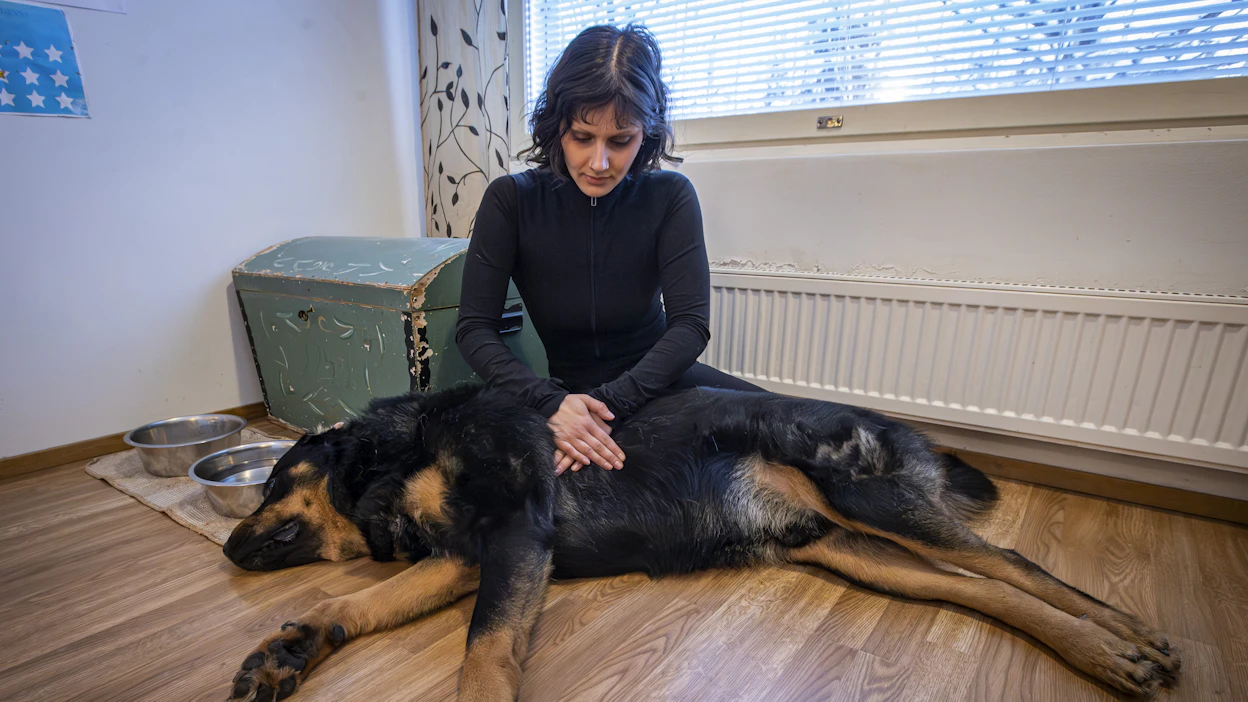 Oikeaoppinen paineluelvytyksen tapa, painelun kohta ja asento riippuu koiran koosta ja rintakehän mallista. Linda Smeds esittelee elvytystä leveärintaisen rottweiler-tornjakin sekoituksen Baban kanssa. Tällaista koiraa olisi hyvä elvyttää koiran ollessa selällään.