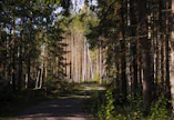 Mäntymetsä on jäänyt kasvamaan ylitiheänä. Vihreän latvuston osuus on liian pieni.