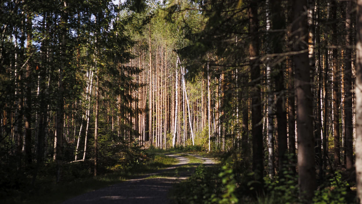 Mäntymetsä on jäänyt kasvamaan ylitiheänä. Vihreän latvuston osuus on liian pieni.