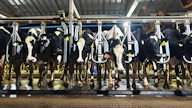 Agrinduksessa São Paulossa asuu Brasilian suurin rekisteröity holsteinkarja. Jalostuksen avulla koko karja on saatu tuottamaan erikoismaitoa.