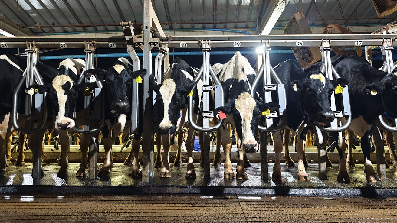 Agrinduksessa São Paulossa asuu Brasilian suurin rekisteröity holsteinkarja. Jalostuksen avulla koko karja on saatu tuottamaan erikoismaitoa.