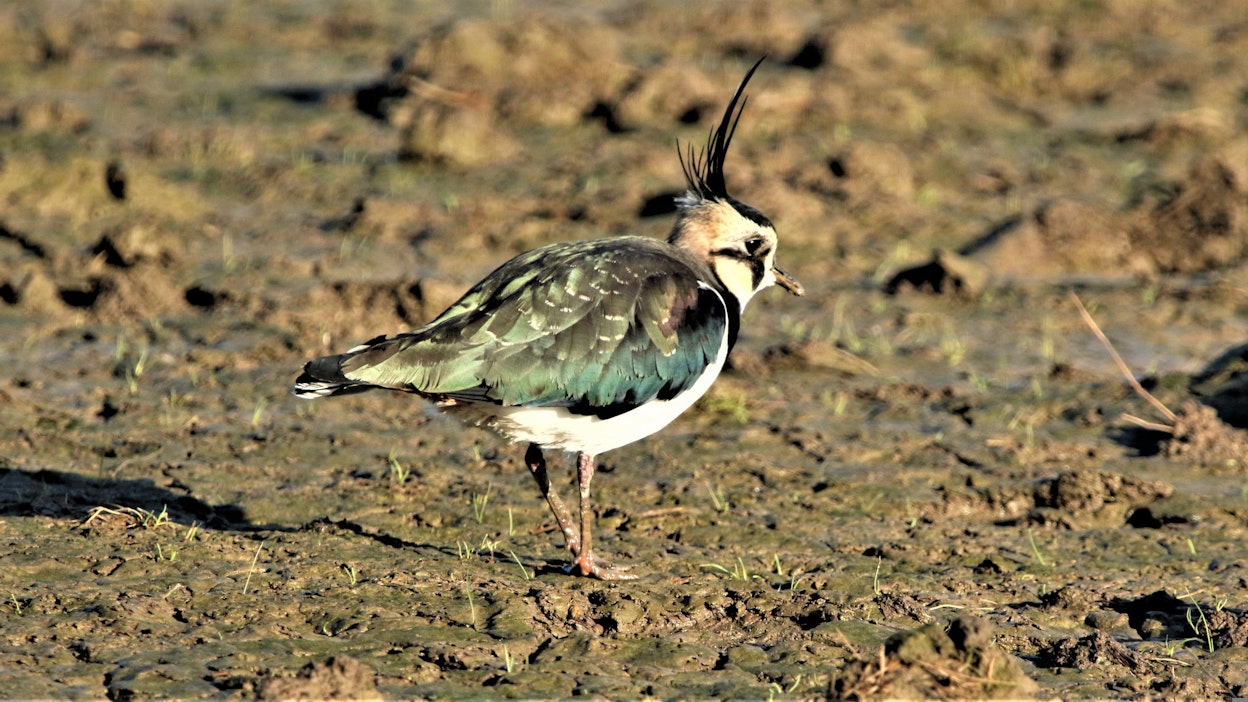 Töyhtöhyyppää kutsutaankin varsinaiseksi kevääntuojaksi.