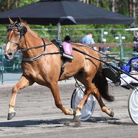 Varjonovan paikka kuningatarkilpailussa käytännössä varmistui keskiviikkona, kun B. Riitu ja Hyvännäköinen eivät ohittaneet sitä pistetaulukossa. Olli Koivunen on Bella Varjosen valmennettavan luottokuski.