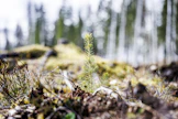 Ruotsin metsäpoliittisen selvitykseen sisältyy muun muassa metsän kasvun lisääminen.