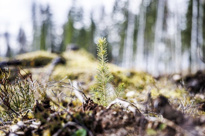 Ruotsin metsäpoliittisen selvitykseen sisältyy muun muassa metsän kasvun lisääminen.