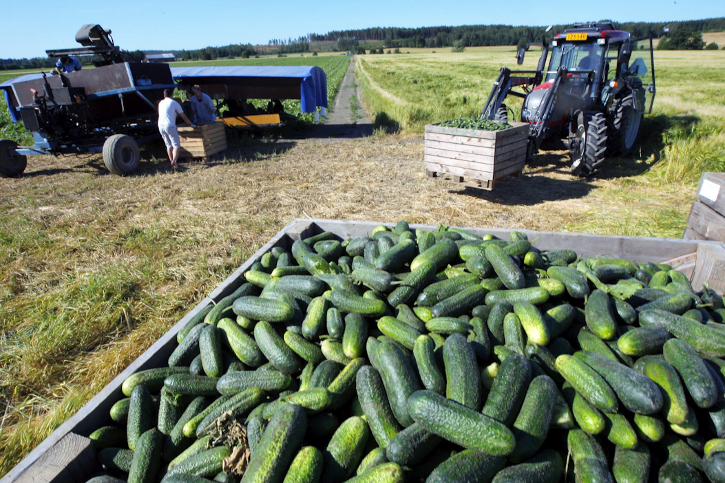Kausityöntekijöiden lisäksi maaseudullakin tarvitaan pidempiaikaisia työntekijöitä.