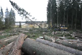 Metsävähennystä voi hyödyntää metsää myytäessä. Kuvituskuva.