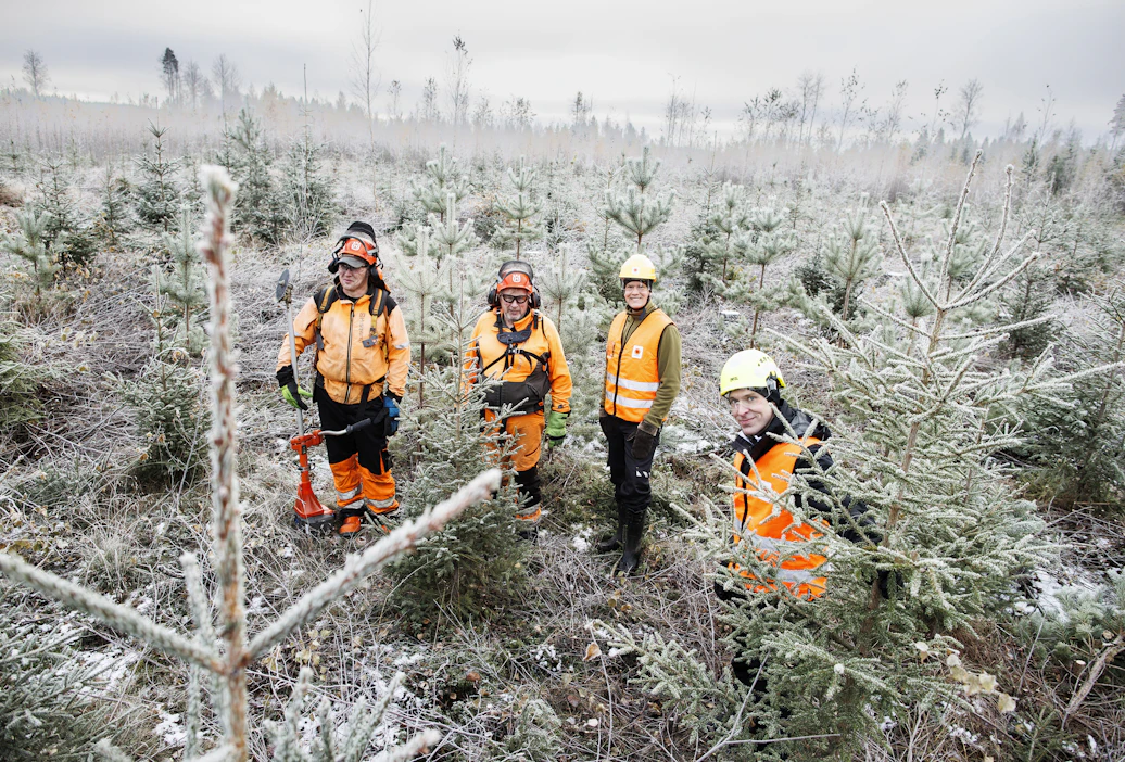Metsuriyrittäjät Jarkko ja Jari Reini raivasivat kuselle istutetusta taimikosta sekametsää Hankasalmella. Stora Enson metsänhoitopäällikkö Antti Rantanen ja Jyväskylän tiimin ostopäällikkö Juha-Matti Tarvainen olivat tyytyväisiä jälkeen.