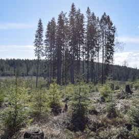 Uuden Metsä Group Plus -metsänhoitomallin tavoitteena on nostaa säästöpuiden ja tekopökkelöiden määrää.