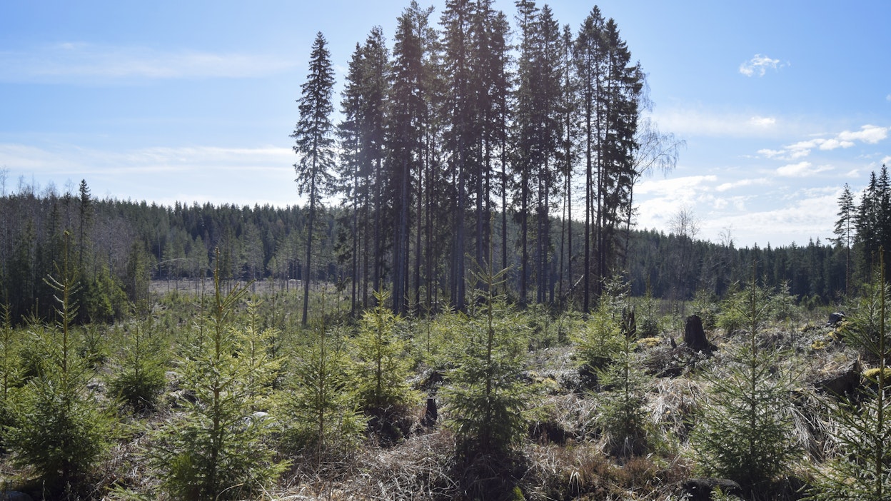 Uuden Metsä Group Plus -metsänhoitomallin tavoitteena on nostaa säästöpuiden ja tekopökkelöiden määrää.