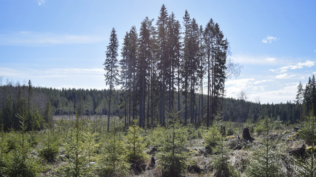 Ryhmiin keskitetyt säästöpuut vähentävät tuulenkaatojen ja kirjanpainajan riskiä sekä parantavat monimuotoisuushyötyjä.