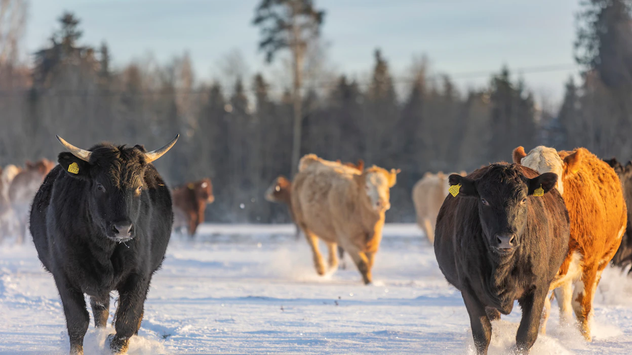 <strong id="strong-73eb289728b9b818eaad95590848f889">Airi Külvet kasvattaa lypsykarjatiloilla syntyneitä sonnivasikoita. Niiden isät ovat arvokkaita wagyu-sonneja.</strong>