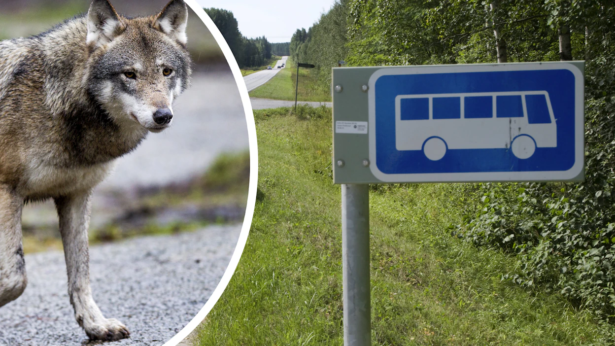 Moni vanhempi on huolissaan koulumatkojen turvallisuudesta susien vuoksi. Kuvituskuva.