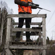 Hirvenmetsästys alkaa täydellä teholla sunnuntaina 11. lokakuuta.