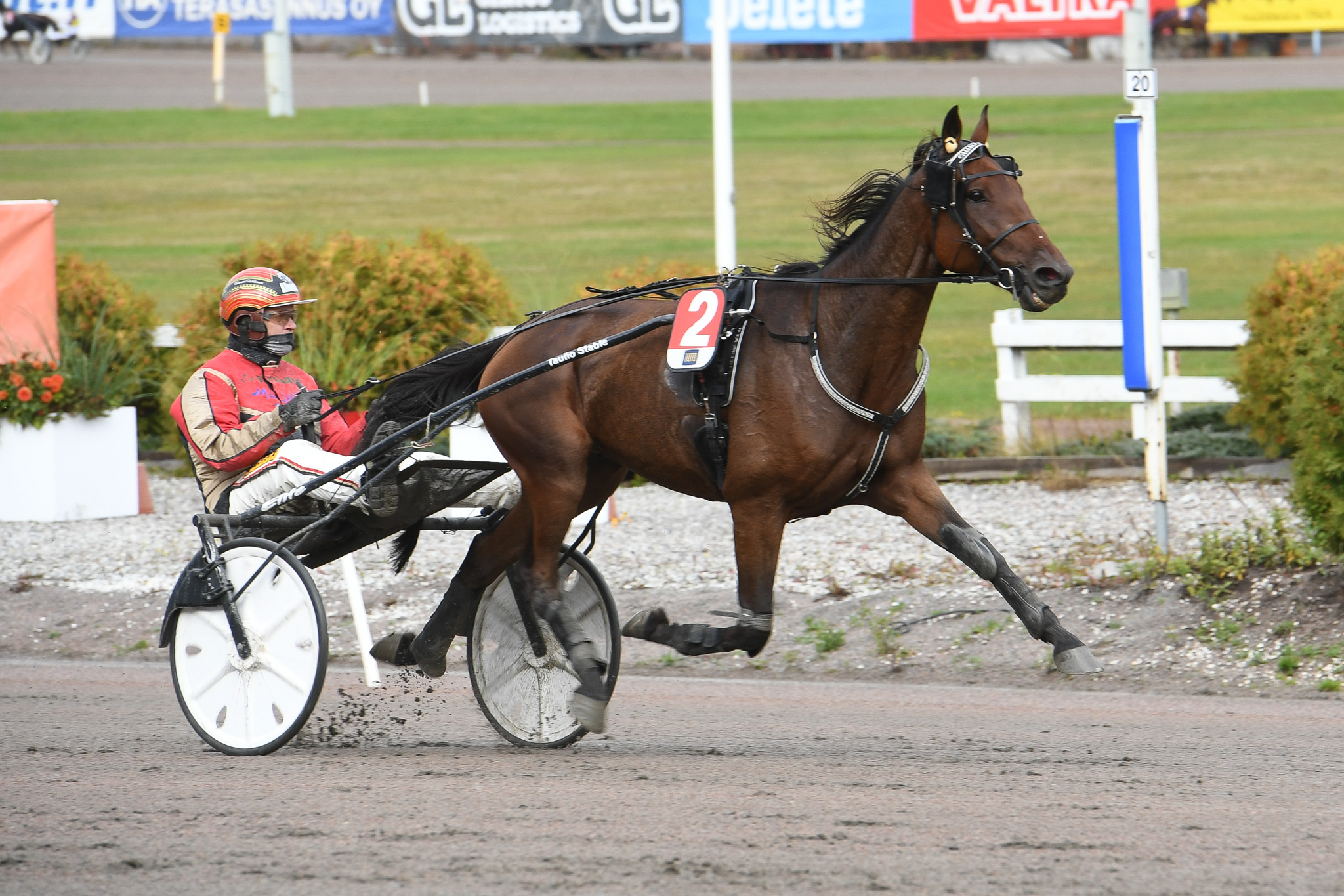 Callela Ikaros on vihjerivin toinen varma. Kuvassa se juoksee Tuomas Pakkasen ohjastamana. Vermossa rattailla on Henna Halme.