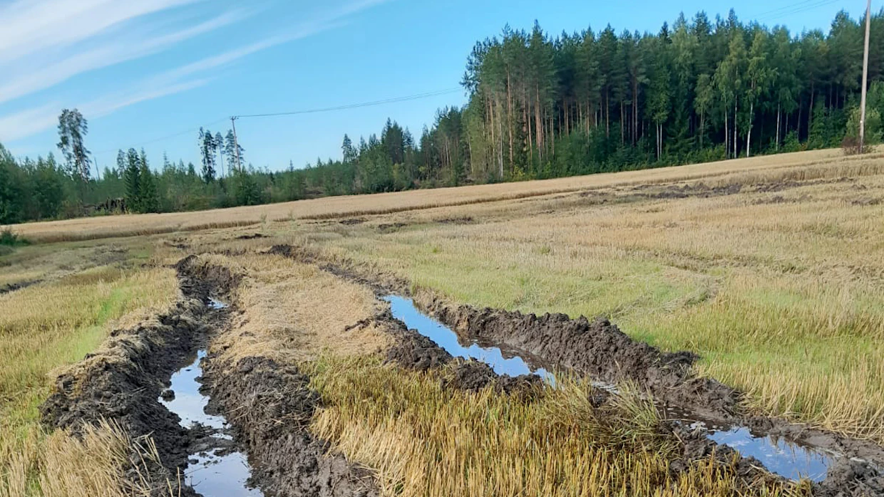 Tällaiset urat jäivät peltoon leikkuupuimurin jäljiltä. ”Kuva on otettu maanantaina 22.8. Tämä ala on ihan kotopeltoa, meidän kuivaajan ympärillä olevia maita”, kertoo ylihärmäläinen maanviljelijä Harri Takala.