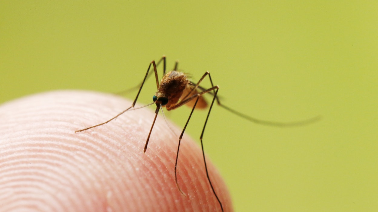 Jos tietää olevansa allerginen hyttysen puremille, voi antihistamiinitabletin ottaa jo mustikkametsään lähtiessä.