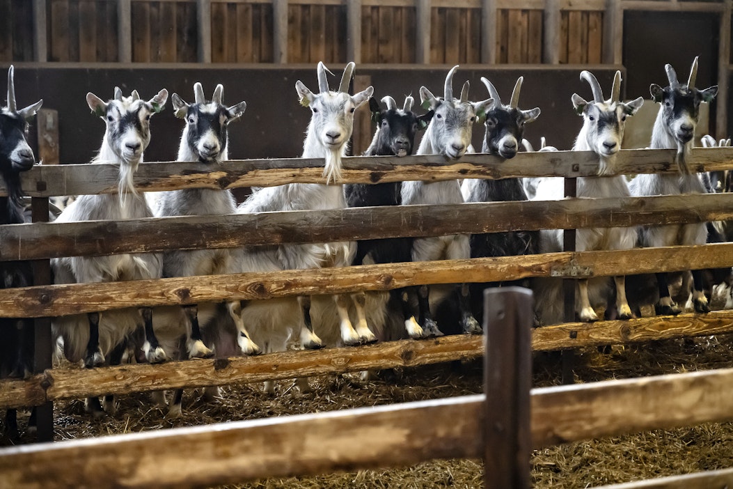 Suomessa lammas- ja vuohirokkoa ei ole todettu.