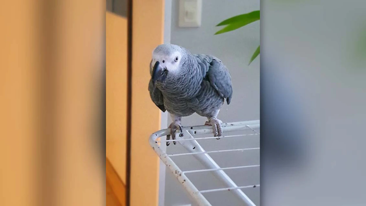 Otto tykkää istuskella pyykkitelineellä keittiössä ja kommentoida omistajiensa puuhia. Kaikki harmaapapukaijat eivät opi puhumaan elämänsä aikana.