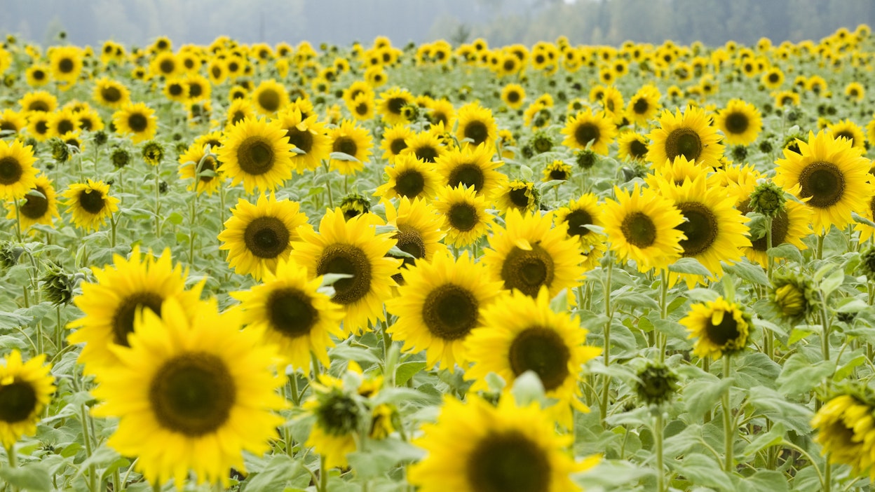 Auringonkukansiemenien takaisinveto – Euro-East Oy vetää pois myynnistä ...