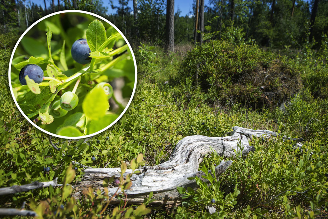 Lähipäivien sateet ratkaisevat mustikkasadon kohtalon, sillä maasto on paikoin hyvin kuivaa.