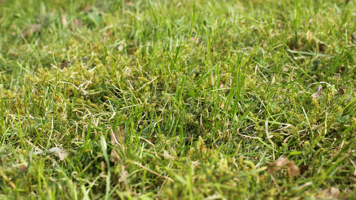 Nurmikon leikkaaminen on monille mieluista kesäpuuhaa. Vaaratonta se ei kuitenkaan ole. Kuvituskuva.