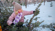 Sofia Ala-Kauttu keräsi käpyjä Sallassa. Hän haluaa kerätä lisääkin käpyjä, mikäli keruu käynnistyy helmikuussa.