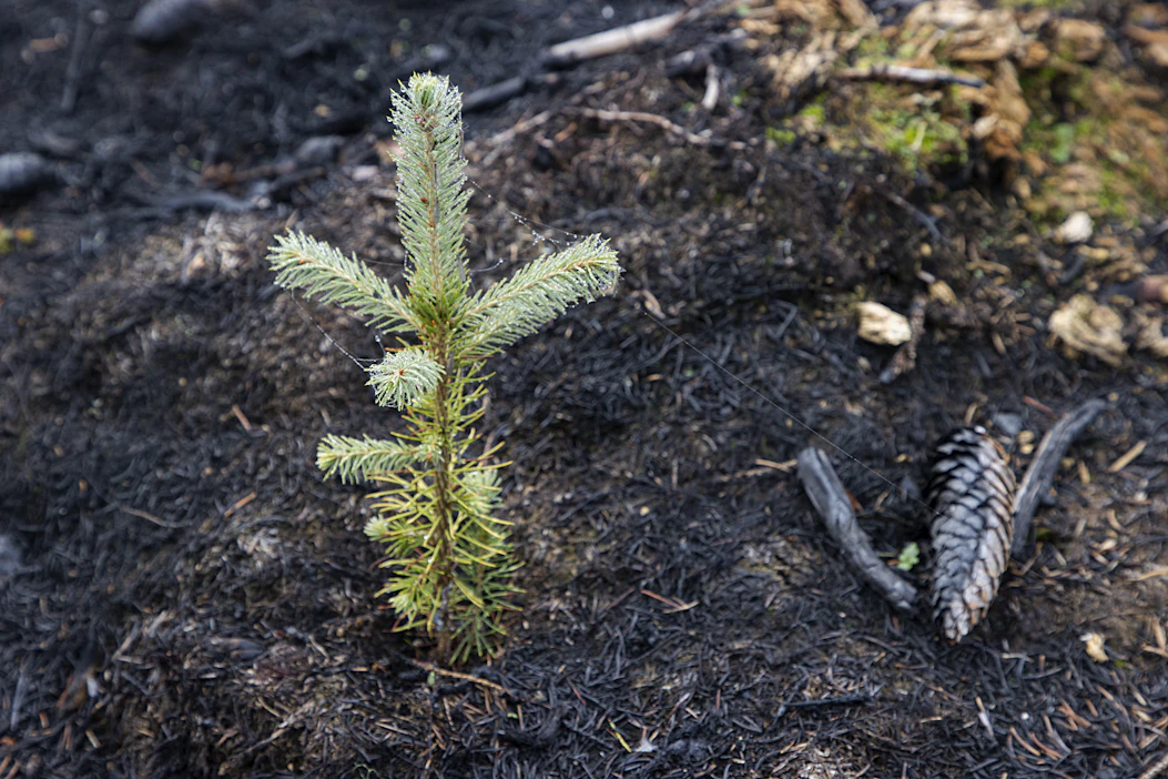 Stora Enso tarjoaa uuden mallin mukaisia kuusenistutuksia uusille metsäpalvelusopimuksille.