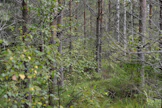 Metsäkeskuksen verkko­palvelu tarjoaa tietoa ja metsän­hoitoehdotuksia, mutta viime kädessä päätökset tekee metsänomistaja itse.