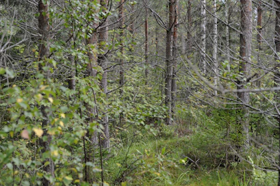 Metsäkeskuksen verkko­palvelu tarjoaa tietoa ja metsän­hoitoehdotuksia, mutta viime kädessä päätökset tekee metsänomistaja itse.