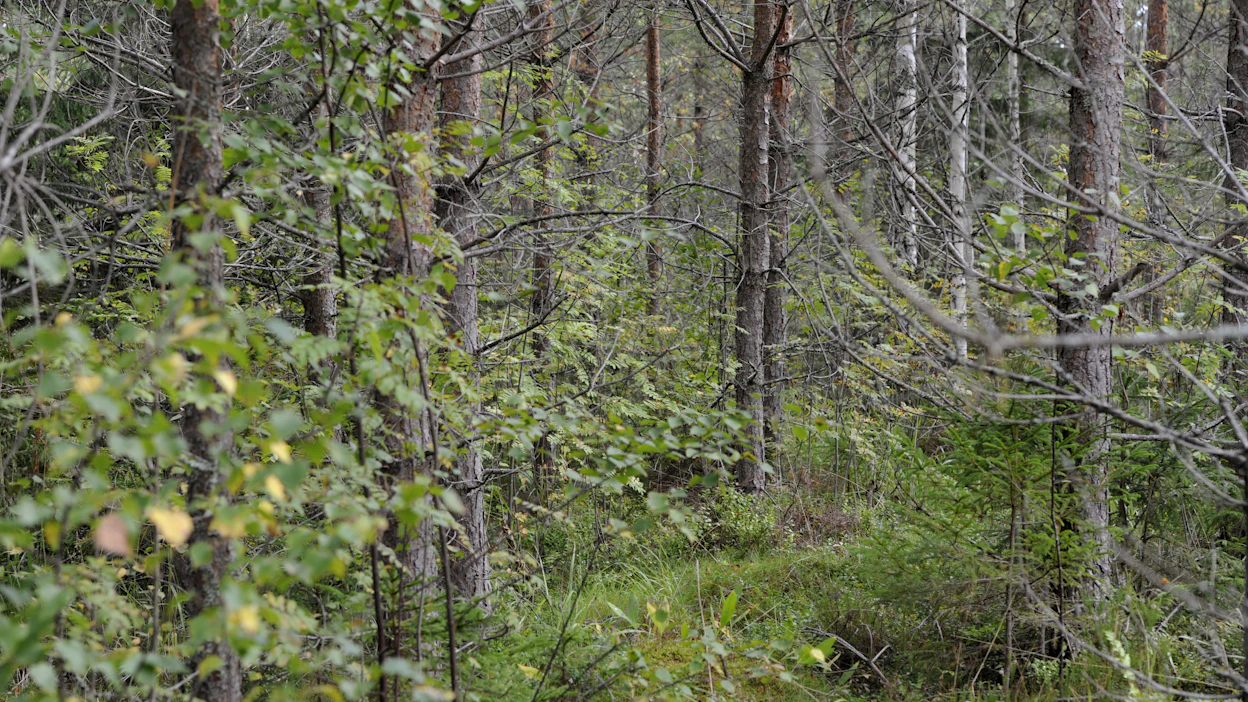 Metsäkeskuksen verkkopalvelu tarjoaa tietoa ja metsänhoitoehdotuksia, mutta viime kädessä päätökset tekee metsänomistaja itse.