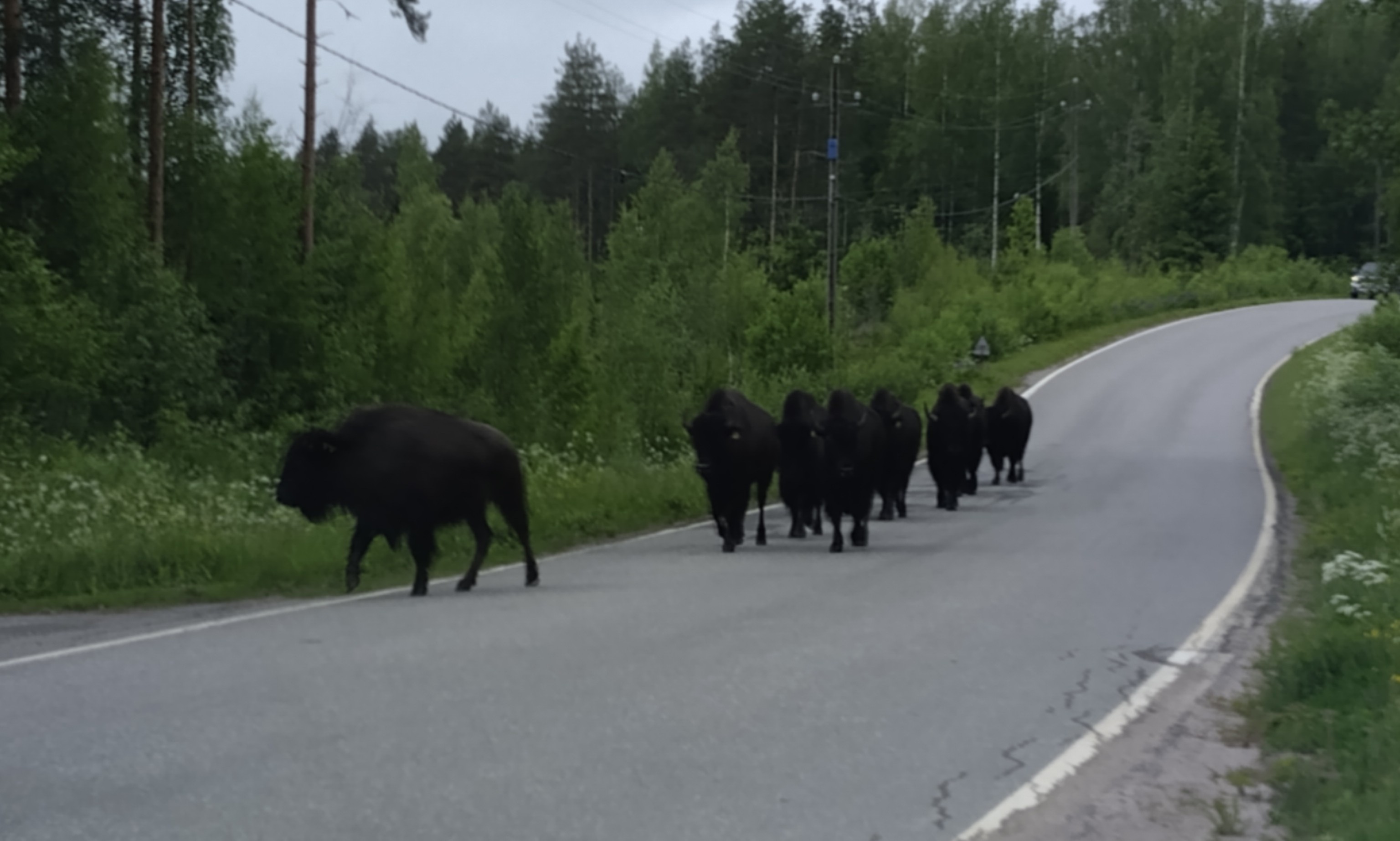 Karkulaiset kulkivat nätisti jonossa tien oikeaa reunaa kotia kohti, kertoo Uukuniemellä sijaitsevan kyläkaupan kauppias Virve Leinonen.