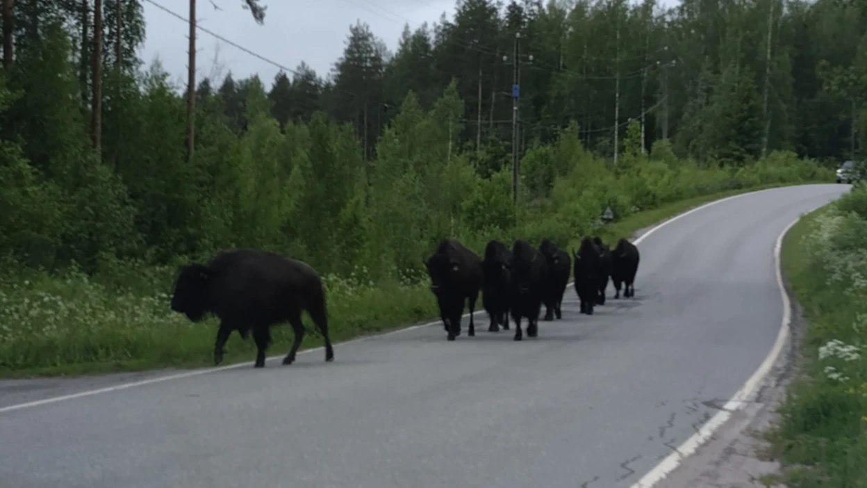Karkulaiset kulkivat nätisti jonossa tien oikeaa reunaa kotia kohti, kertoo Uukuniemellä sijaitsevan kyläkaupan kauppias Virve Leinonen.