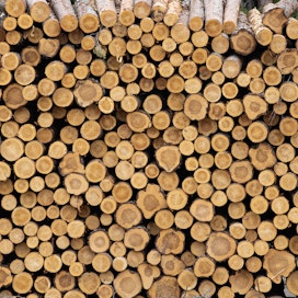 Metsänomistaja saa parhaan puun hinnan, kun hän kilpailuttaa puukauppansa.