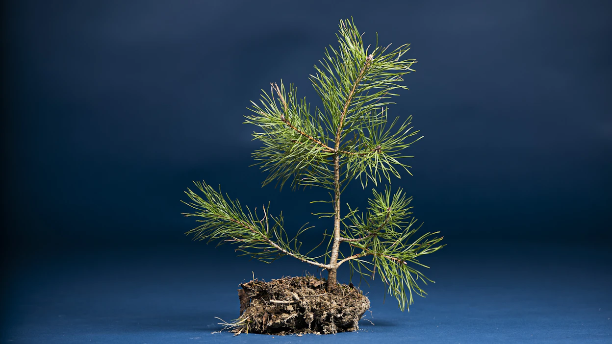 Metsäteollisuus aikoo vastata ilmastonmuutoksen tuomiin haasteisiin muun muassa suosimalla jalostettua taimiainesta sekä lisäämällä sekapuustoisuutta ja peitteistä metsänkasvatusta.