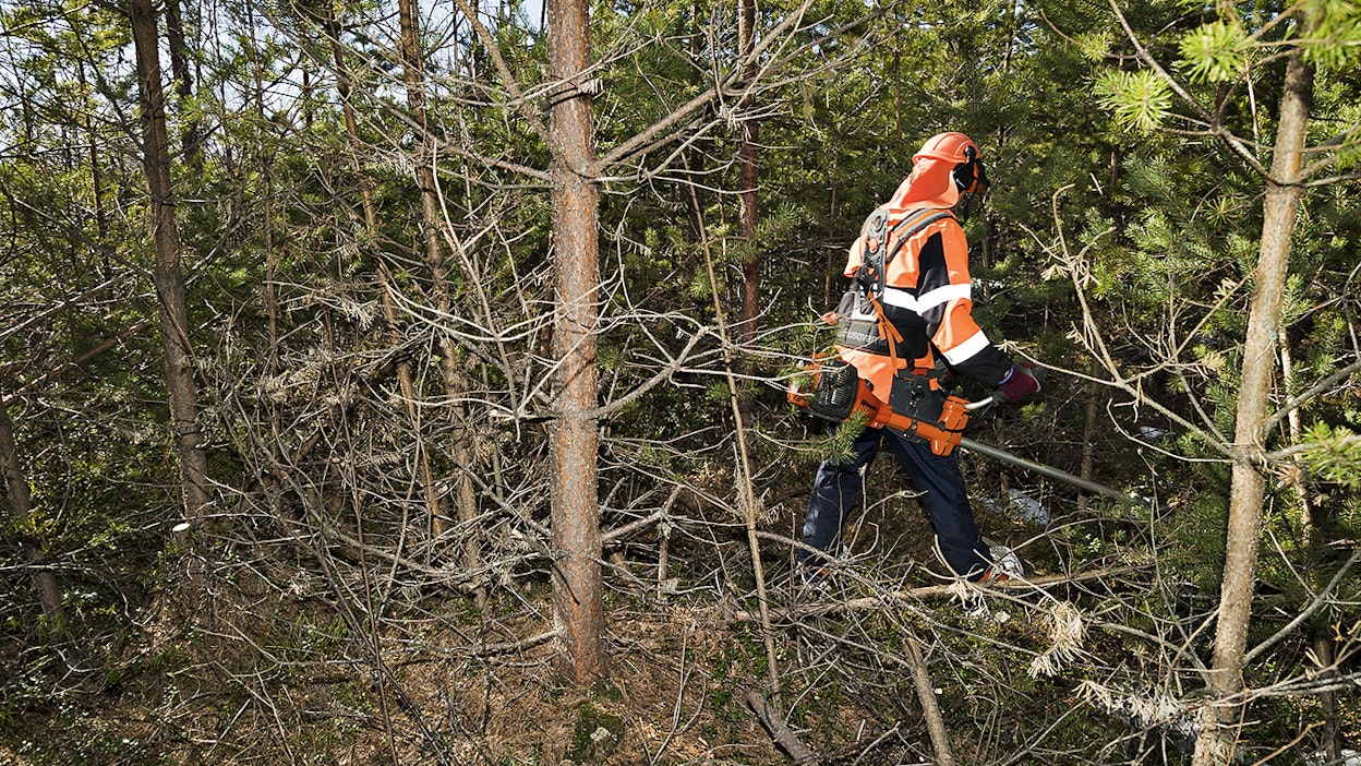 Tornator luopuu omista metsureistaan. Kuvituskuva.