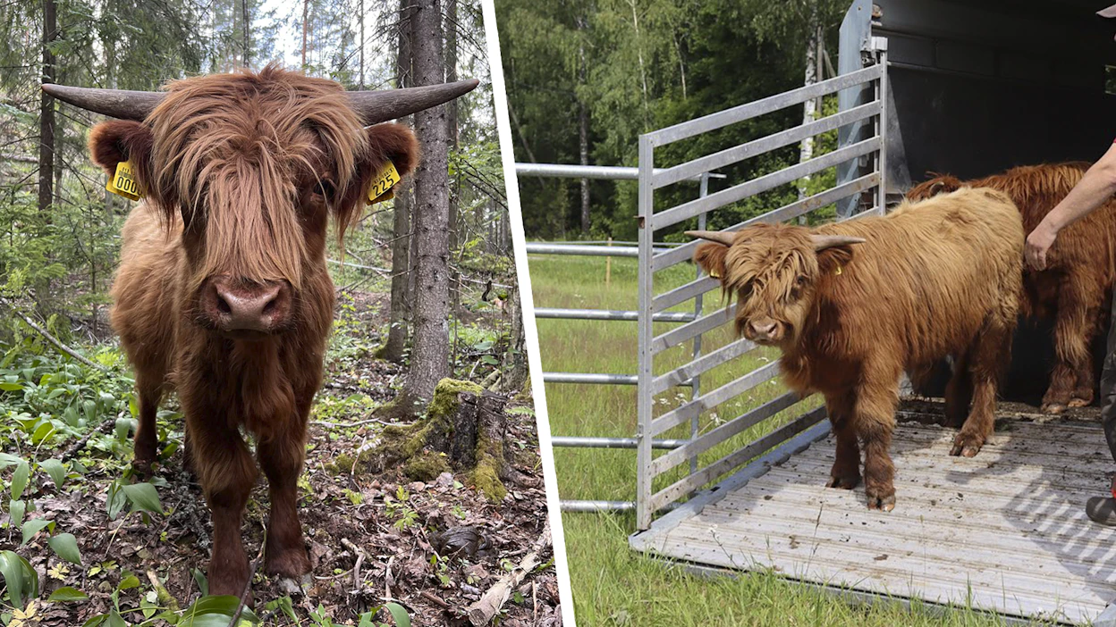 Ylämaankarjan nuoret sonnit lähtivät karkumatkalle Nurmijärvellä.