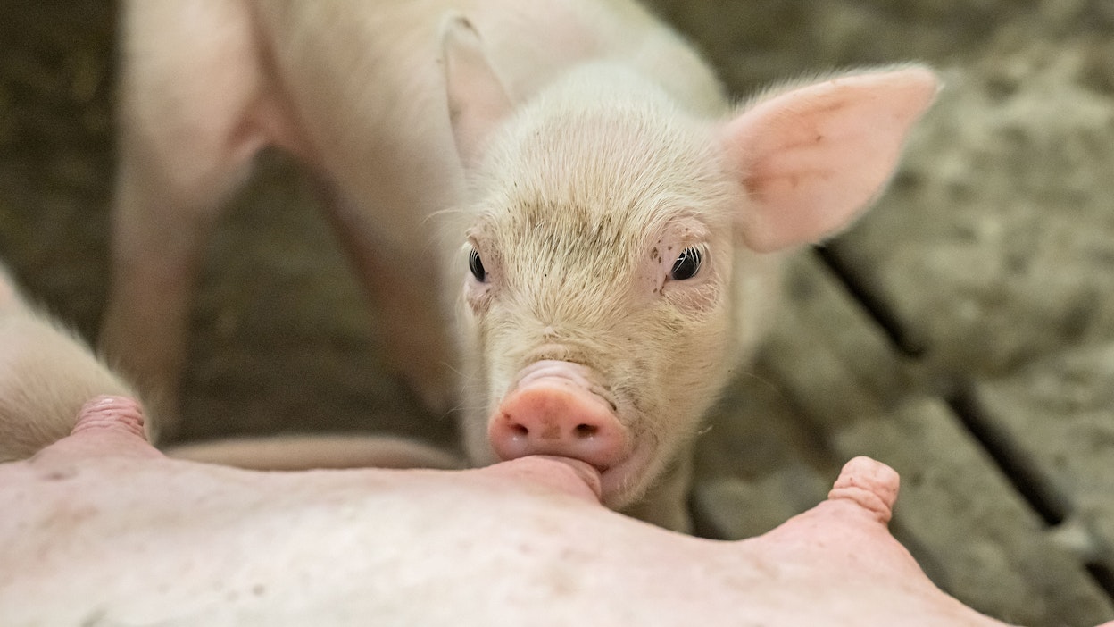 Kuvituskuvassa hyvinvoivia ja hoidettuja sikoja, kuva ei liity tapaukseen.