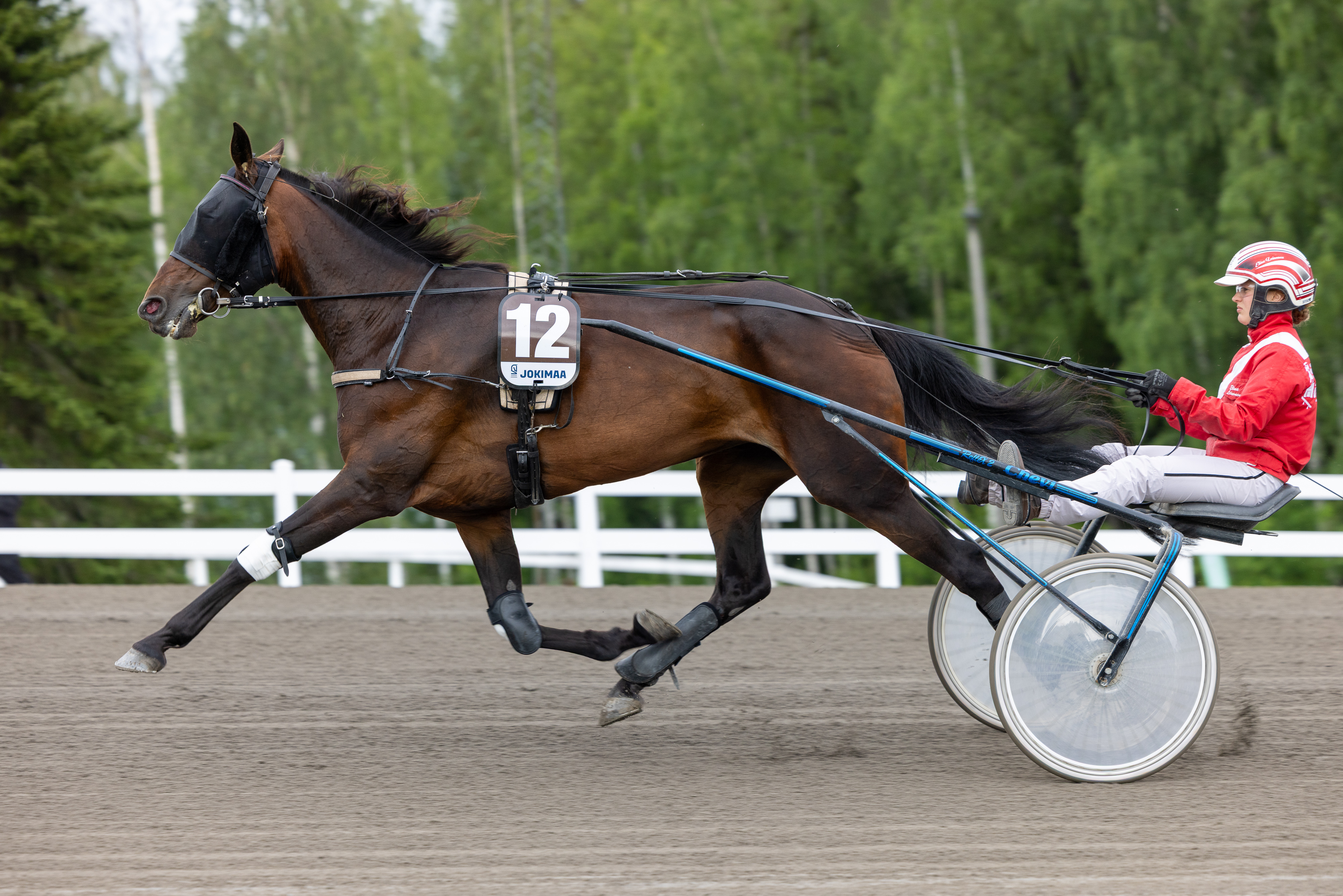 True Colors kuuluu Turun tasaisen avauskohteen pelihevosiin.