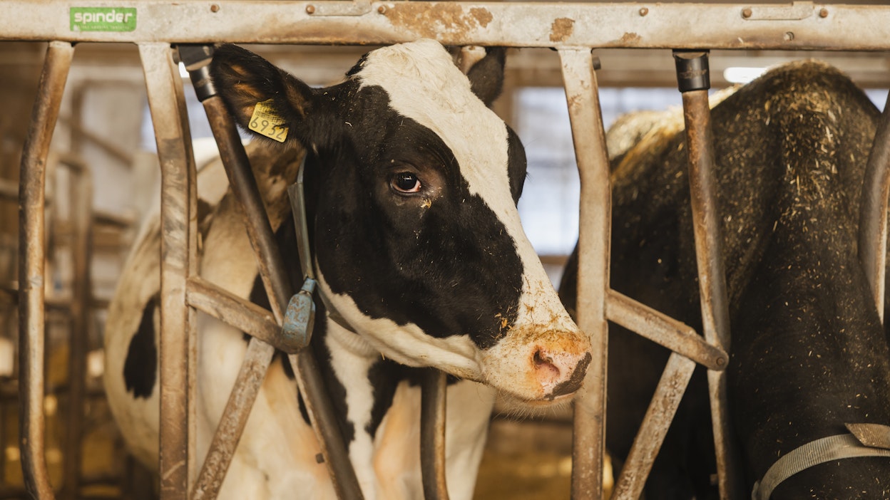 Kuvan lehmä ei liity tapaukseen.