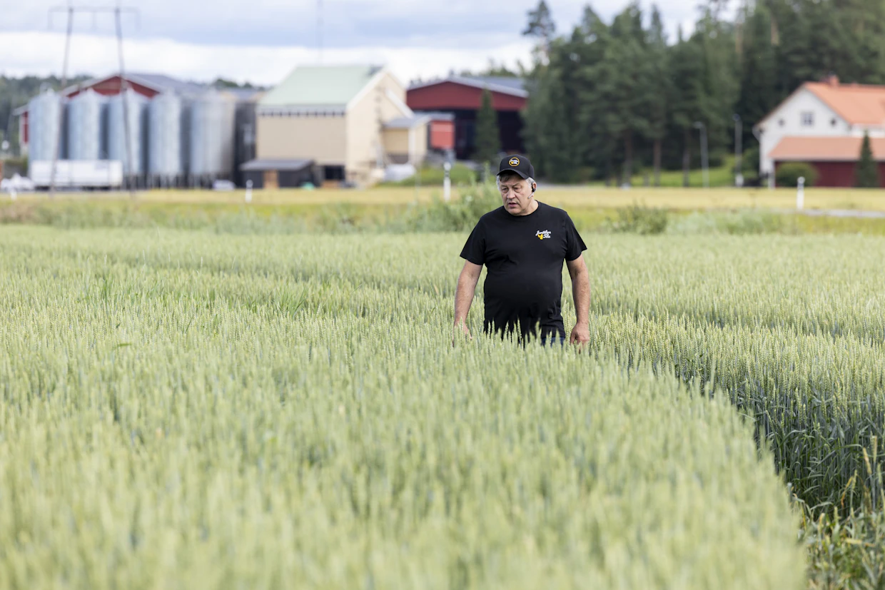 Taisto Junttila kertoo, että vaihtelevien säiden takia on lannoitusta ja tautien torjuntaa ollut pakko jaksottaa, kun ei ole tietoa, mihin suuntaan säätyyppi muuttuu.