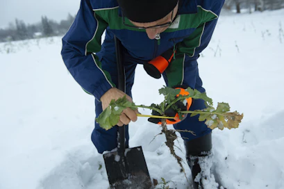 Joulukuussa Kaakkois-Suomessa lumesta esiin kaivettu syysrapsi näytti hyvältä. Nyt jännitetään mitä lumen alta paljastuu.