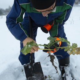 Joulukuussa Kaakkois-Suomessa lumesta esiin kaivettu syysrapsi näytti hyvältä. Nyt jännitetään mitä lumen alta paljastuu.