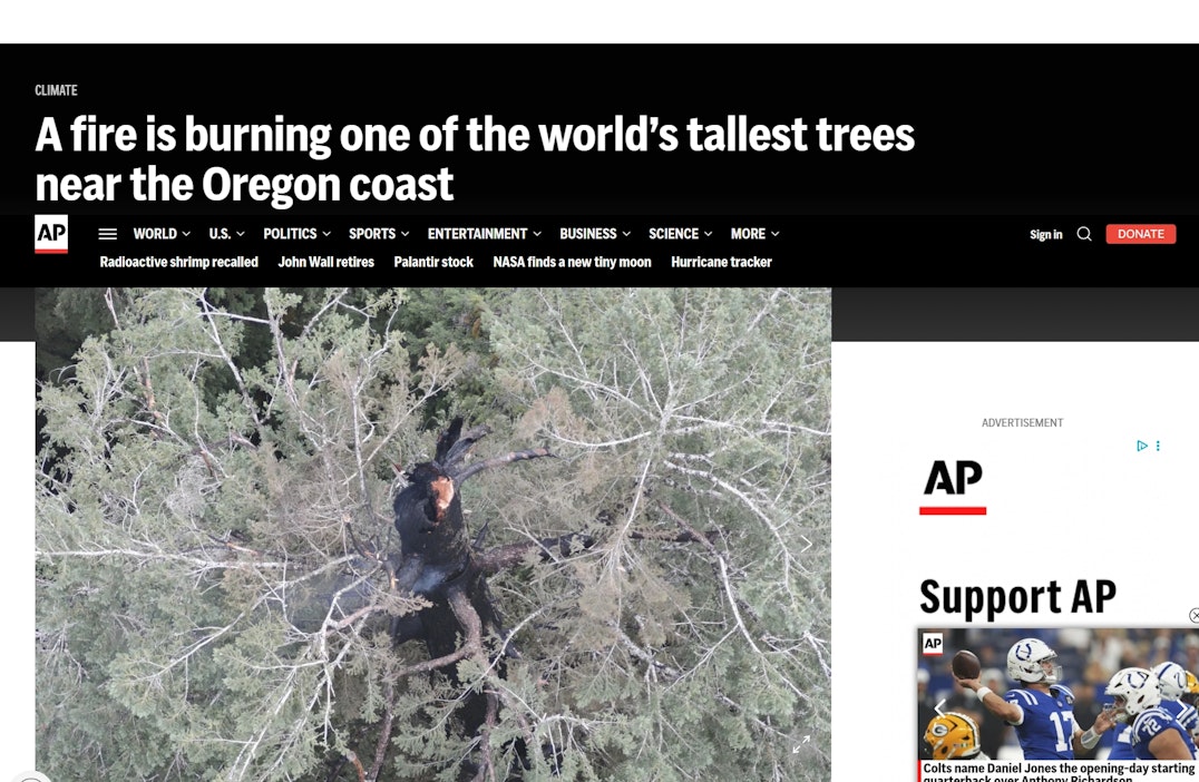 Tuli on tuhonnut satametrisen douglaskuusen latvasta 15 metriä.