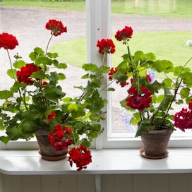 Pelargonit sopivat puutarhan lisäksi ikkunalaudalle, jossa ne ovatkin varsin klassinen näky.